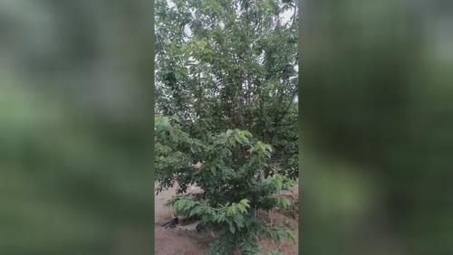 کود فرآوری شده در اصفهان