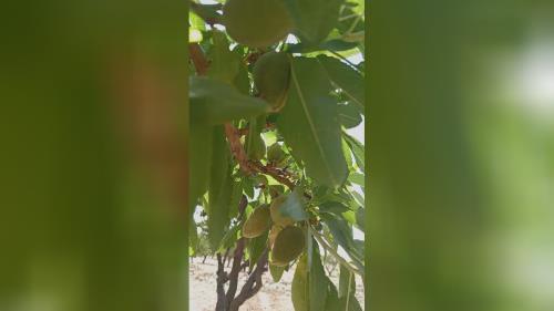 کود فرآوری شده در اصفهان