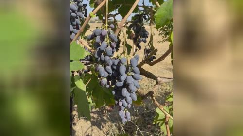 انگور شانی سردشت