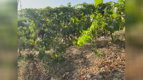 انگور شانی سردشت